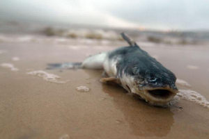 Dead Fish Wash Ashore