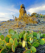 Beauty of New Mexico Desert