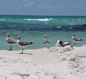 Gulf Coast Florida