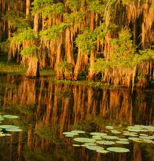 Louisisana Marsh