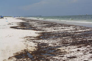 Oil on the shores of Pensacola Beach