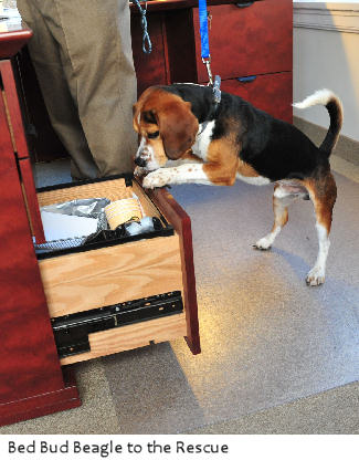 Bed Bug Beagle