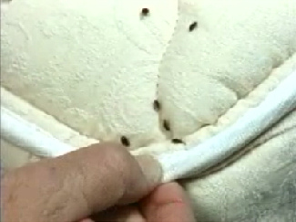bed bugs