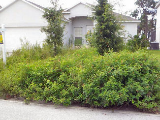foreclosed home with overgrown yard