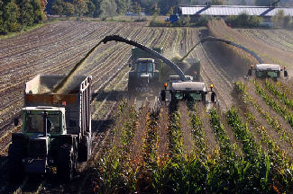 corn harvest