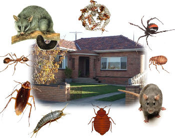 pests