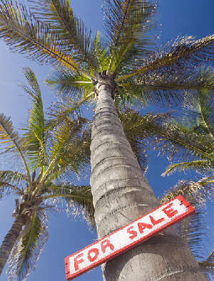 palm trees