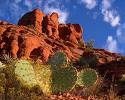 Arizona Desert
