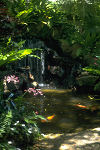 Hawaiian rainforest