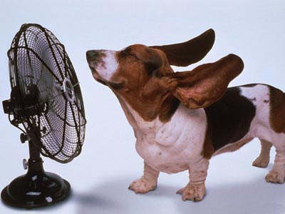 Basset Hound Keeping Cool
