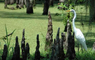 Louisiana Swampland