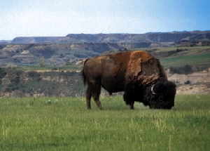 Theodore Roosvelt Park located in the North Dakota Badlands
