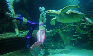 Weeki Wachee Springs